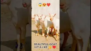 Cute Goat Kids calling Mama &hearts;️✨🥰😍👌#shorts #kids