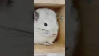 The Chinchilla: Softest Animal on Earth? 🐾✨ #pets #chinchilla #animals