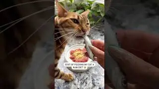 Raw diet on a budget 😸 #cat #felinenutrition #rawfedcat #catlover #catnutrition #rawdiet #bengal