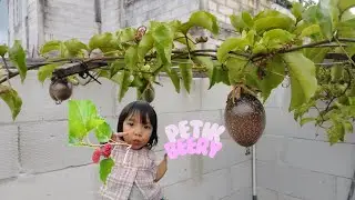 Petik berry, arben, rasberry 