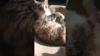#catshorts #cat #cats #catlover #catvideos #catlovers #catholic #short #shorts#shortvideo #subscribe