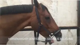 Horsemanship Dentistry&trade; Seeing Is Believing 005 - Geoff Tucker DVM Equine Dentist