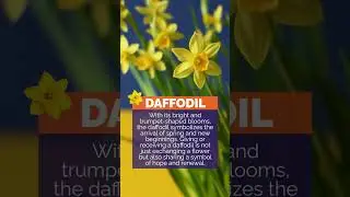 Which #springflower do your customers like most? #florist