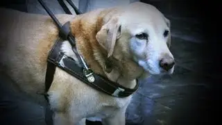 Irish Guide Dogs Campaign