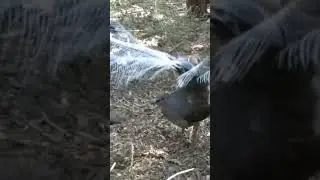 Lyrebird: The Laser Gun Impersonator | Nature Sounds Shorts