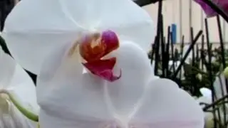 Orkide (Orchidaceae) - Özelliği, Çoğaltımı, Bakımı, Sulaması, Budaması 5. Bölüm