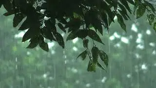 Rainforest Rain Sounds For Sleeping, Rain Sounds To Study, Relax, Purify And Heal Insomnia