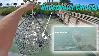 Catching Blue Crabs and Sheepshead off a Public Pier in Florida: Gopro Video Underwater