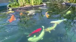 Above ground pool/pond