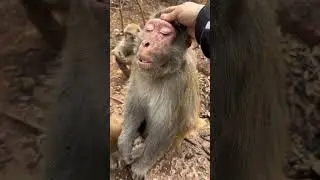 Monkey family dynamics & social bonds 🍀 #monkey #funny