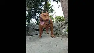 Pit Monster Dog #lekthebestkennel