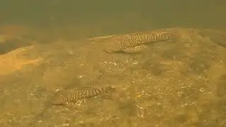 Guyanancistrus brevispinus