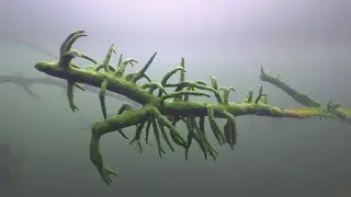 Fresh water sponge - Spongilla Lacustris