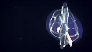 Strange Jellyfish Glowing in the Ocean Deep | The Trials of Life | BBC Earth