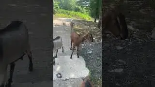 Козье счастье #1million #animal #animals #goat #goats #goatfarming #love #goat