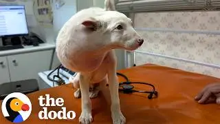 Мама щенка не могла поверить, насколько большой у него выросла голова | The Dodo