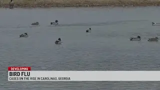 Bird flu cases rise in South Carolina, Georgia