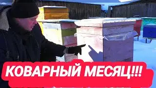 Самий коварный месяц на пасеке!