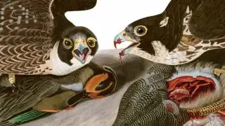 ROBERT HAVELL - Genius Illustrator of John Audubon's BIRDS OF AMERICA