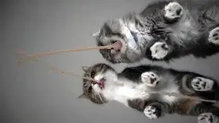 cure cats from below