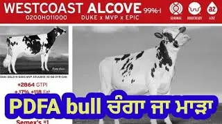 PDFA new bull ALCOVE good or BAD