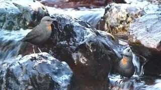 All Five Dipper Species of the World