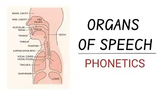 Organs of speech Linguistics Phonetics in hindi