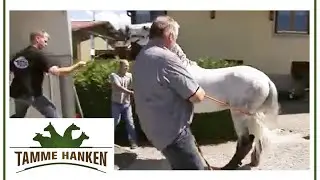 Hengst fordert Tamme heraus! | Tamme Hanken | Kabel Eins