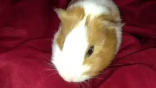 Guinea Pig Crackling Sick Noise