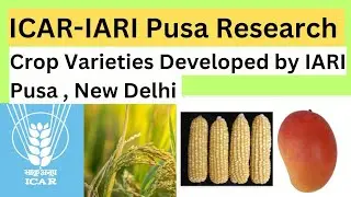 ICAR-IARI Pusa Research | Crop Varieties developed by IARI Pusa New Delhi | IARI Delhi Research Work