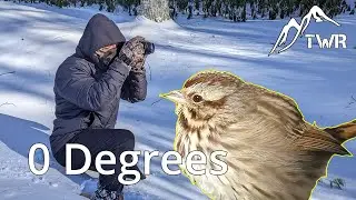 How Do Animals Survive the Winter? Exploring in a Blizzard!