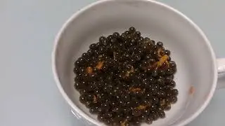 SITE DIERON BRUJERIA EN COMIDA ESTE VIDEO ES PARATI COMO CURARLA