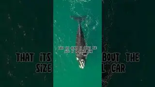 Amazing Facts ‼️ the Blue Whale Facts