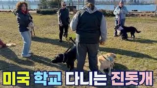 미국에서 눈썹문신을 해봤는데... | 네눈박이 진돗개 해외입양 | 블랙탄 진돗개 | 미국살이