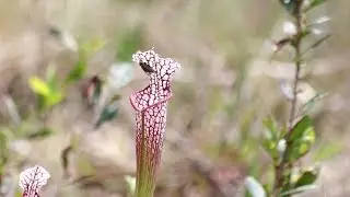 The Coastal Dune Lake Watershed | Connected by Fire and Water