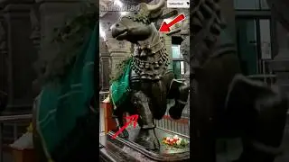 Lord Nandi is alive 😱🤯 #shortsvideo #shorts #short #god #youtubeshorts #trending #viralvideo #viral