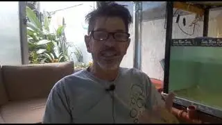ESPECIAL PARÁSITOS HEXAMITA - PARTE 1