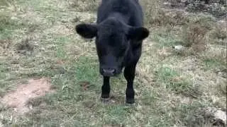Cut the string off of your hay