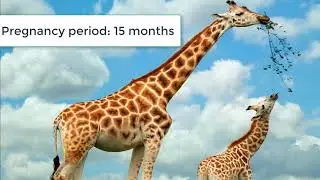 Longest gestation periods of animals