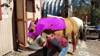 Putting on a slinky sleazy sleepware hood for mane protection on a horse for the first time.
