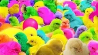 Worlds Cute chicks  , Rainbow chickens   , Coloured chicken,     Ducks,   Little Animals