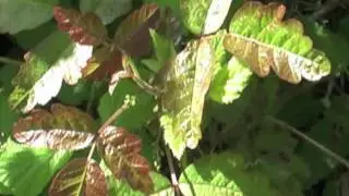 Identifying Poison Oak