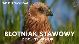 Błotniak stawowy z Doliny Wisłoki – Zwiastun | Festiwal Włodzimierza Puchalskiego 2025