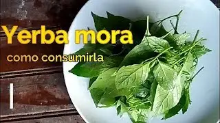HIERBA MORA ( como consumirla) / misterjavier