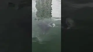 Giant eagle ray swimming around the harbor