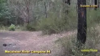 Macalister River Campsite #4