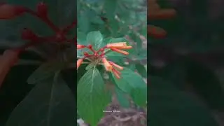 Hamelia Patens | Firebush #firebush #hummingbirdbush #rubiaceae #flowers #scarletbush #ytshorts #yt