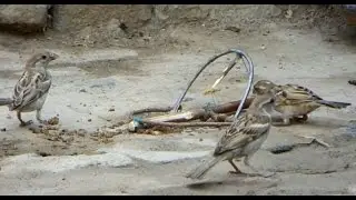Bird trapping | How To Trap A Bird