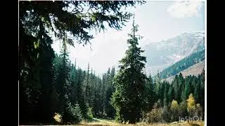 Pine Tree Forest - Guided meditation to connect with nature and relax and unwind. 