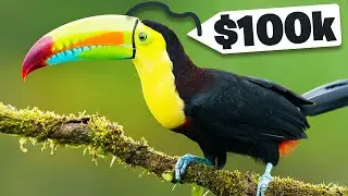 Top 10 Most EXPENSIVE Birds Worldwide!! MILLION DOLLAR BIRDS!!